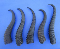5 Male Springbok Horns for Crafts (9-10.50") - Buy these for $9 each