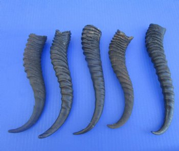 5 Male Springbok Horns for Crafts (9-10.50") - Buy these for $9 each