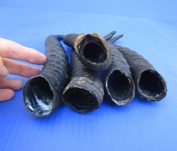 5 Male Springbok Horns for Crafts (9-10.50") - Buy these for $9 each