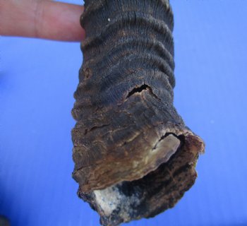 5 Male Springbok Horns for Crafts (9-10.50") - Buy these for $9 each