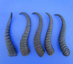 5 Male Springbok Horns for Crafts (9-11.25") - Buy these for $9 each