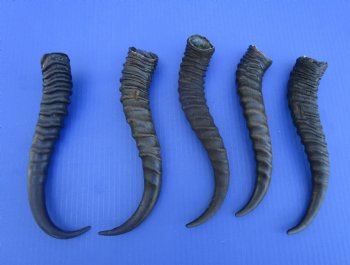 5 Male Springbok Horns for Crafts (9-11.25") - Buy these for $9 each