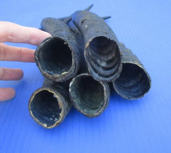 5 Male Springbok Horns for Crafts (9-11.25") - Buy these for $9 each