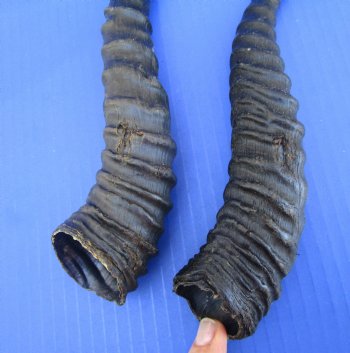 5 Male Springbok Horns for Crafts (9-11.25") - Buy these for $9 each