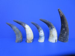 Five Natural Sanded Cow Horns for Crafts, (6"-8.25") - Buy for $4 each