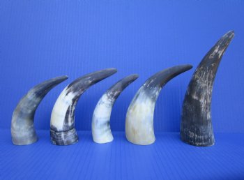 Five Natural Sanded Cow Horns for Crafts, (6"-8.25") - Buy for $4 each