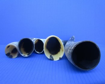 Five Natural Sanded Cow Horns for Crafts, (6"-8.25") - Buy for $4 each