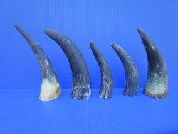 Five Natural Sanded Cow Horns for Crafts, (6"-9") - Buy for $4 each