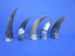 Five Natural Sanded Cow Horns for Crafts, (6"-7.75") - Buy for $4 each