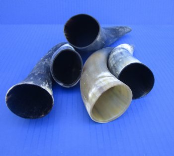 Five Natural Sanded Cow Horns for Crafts, (6"-7.75") - Buy for $4 each