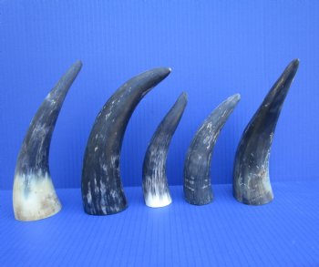 Five Natural Sanded Cow Horns for Crafts, (6"-9") - Buy for $4 each