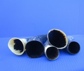 Five Natural Sanded Cow Horns for Crafts, (6"-9") - Buy for $4 each