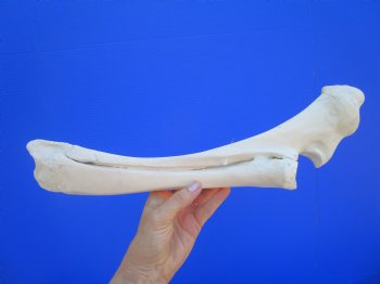 Authentic Water Buffalo Radius Leg Bone (16.50") - Buy this for $19.99