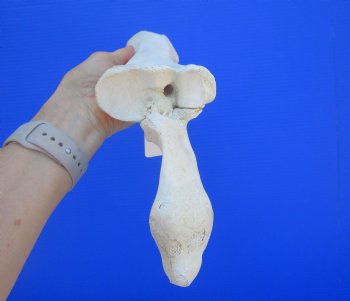 Authentic Water Buffalo Radius Leg Bone (16.50") - Buy this for $19.99