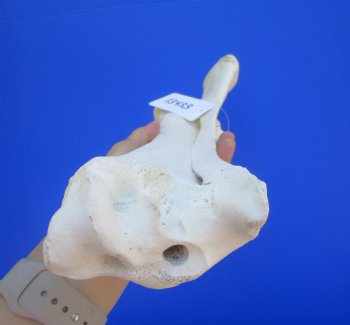 Authentic Water Buffalo Radius Leg Bone (16.50") - Buy this for $19.99