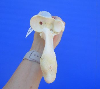 Authentic Water Buffalo Radius Leg Bone (15") - Buy this for $19.99