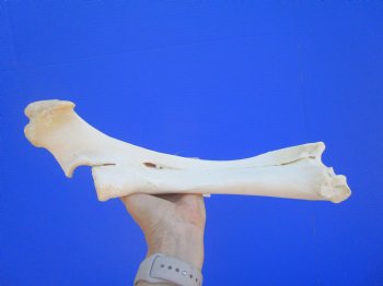 Authentic Water Buffalo Radius Leg Bone (15") - Buy this for $19.99