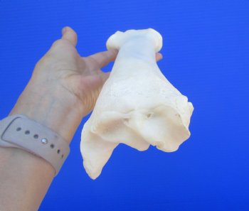 Authentic Water Buffalo Radius Leg Bone (15") - Buy this for $19.99