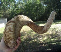Large African Merin...