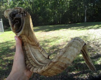 Large African Merino Ram, Sheep Horn (25")  for $26.99