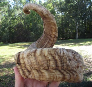 Large African Merino Ram, Sheep Horn (25")  for $26.99