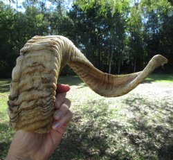 25-1/2 inches Large...