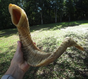 25-1/2 inches Large African Merino Ram, Sheep Horn  for $26.99