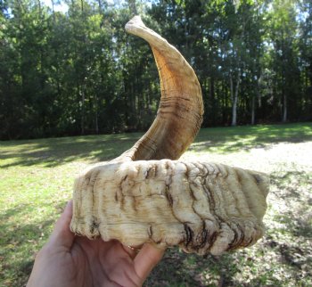 25-1/2 inches Large African Merino Ram, Sheep Horn  for $26.99