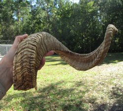 Large African Merin...