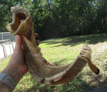 Large African Merino Ram, Sheep Horn (28.25")  for $32.99