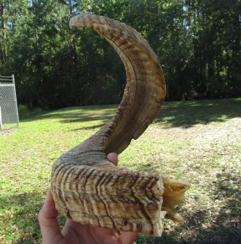 Large African Merino Ram, Sheep Horn (28.25")  for $32.99