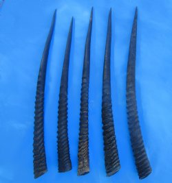 Five Gemsbok Horns, Oryx Horns in Bulk 29 to 32-3/4 inches long for $22.00 each