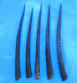 Five Gemsbok Horns, Oryx Horns in Bulk 29 to 32-3/4 inches long for $22.00 each