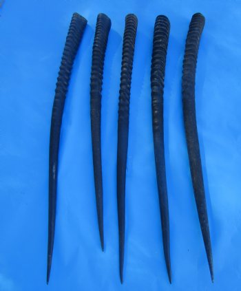 Five Gemsbok Horns, Oryx Horns in Bulk 29 to 32-3/4 inches long for $22.00 each