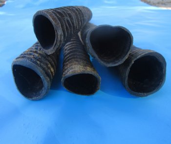 Five Gemsbok Horns, Oryx Horns in Bulk 29 to 32-3/4 inches long for $22.00 each