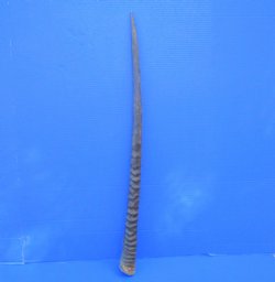 African Gemsbok Horn (31.50") - Buy this one for $29.99 