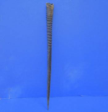 African Gemsbok Horn (31.50") - Buy this one for $29.99 