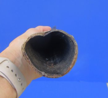 African Gemsbok Horn (31.50") - Buy this one for $29.99 