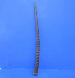 African Gemsbok Horn (30.75") - Buy this one for $29.99 