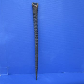 African Gemsbok Horn (30.75") - Buy this one for $29.99 