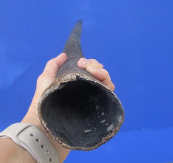 African Gemsbok Horn (30.75") - Buy this one for $29.99 