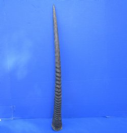 African Gemsbok Horn (29.75") - Buy this one for $29.99 