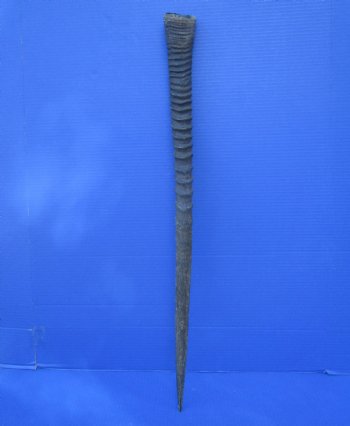 African Gemsbok Horn (29.75") - Buy this one for $29.99 