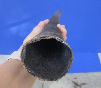 African Gemsbok Horn (29.75") - Buy this one for $29.99 