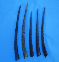 Five Gemsbok Horns,...