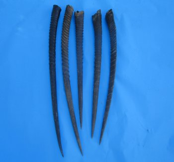 Five Gemsbok Horns, Oryx Horns in Bulk 25-1/2 to 32-1/2 inches long for $22.00 each