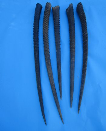 Five Gemsbok Horns, Oryx Horns in Bulk 25-1/2 to 32-1/2 inches long for $22.00 each