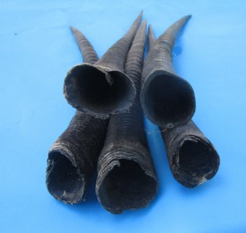 Five Gemsbok Horns, Oryx Horns in Bulk 25-1/2 to 32-1/2 inches long for $22.00 each