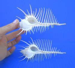 2 Large Venue Comb ...