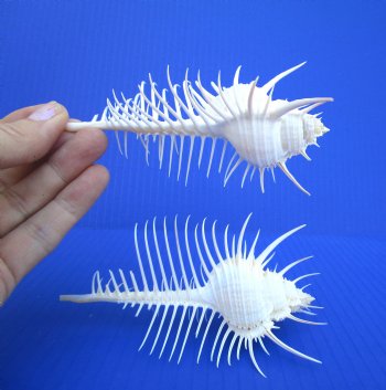 2 Large Venue Comb Murex Shells 5-3/8 and 5-5/8 inches - Buy these for $7.50 each  HAVE NEEDLE SHARP SPINES 